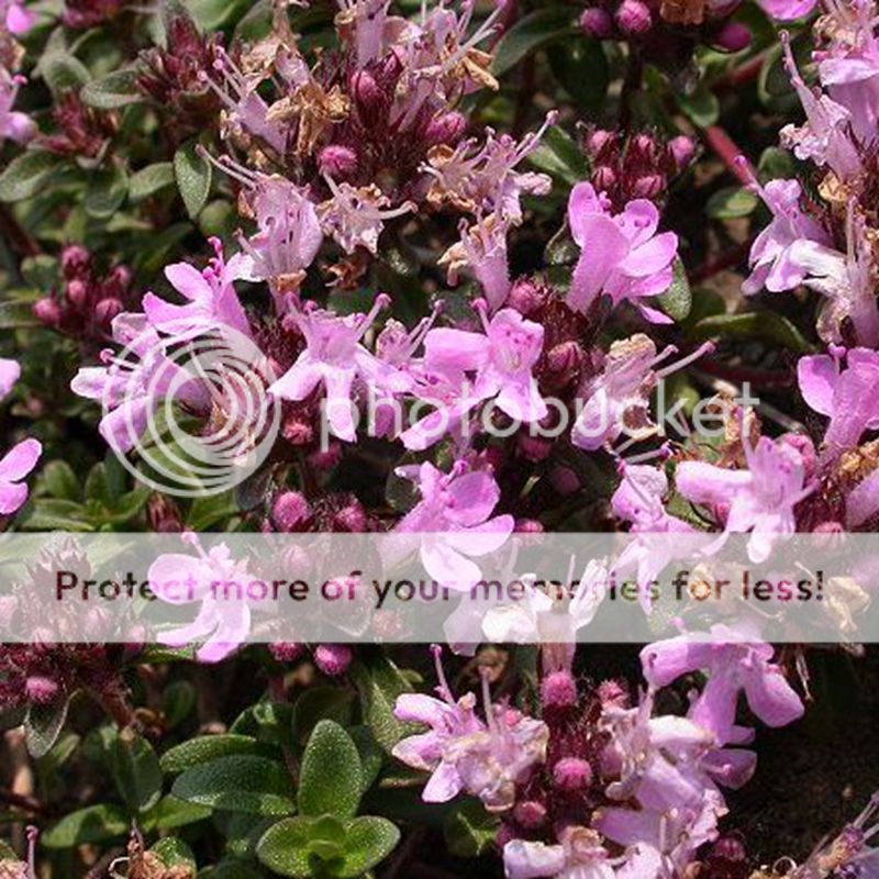 100 Creeping Thyme Seeds Thymus Serpyllum Blue Rock Cress Flower Seed